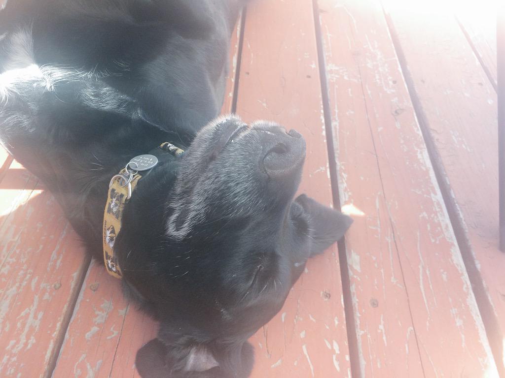 FoxyRoxilla's tweet photo. Gettin my tan on ☀️ #sunsout #pawsout http://t.co/YKxtFUR7e3