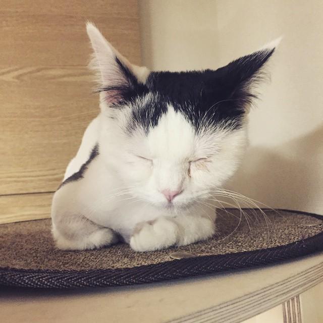 埋め込み画像への固定リンク