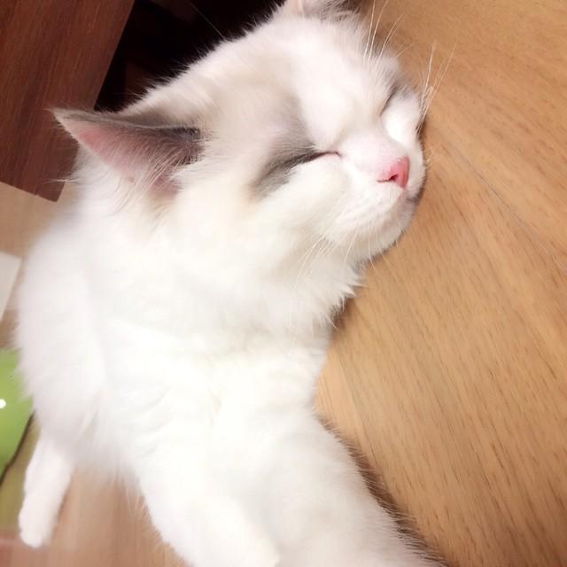 埋め込み画像への固定リンク