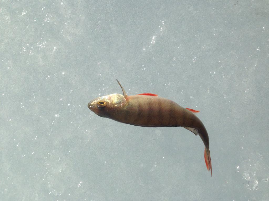 helena_roswall's tweet photo. En ynka fisk blev det för samtliga pimplare, tur att sällskapet är trevligt #friskluft #pimpla http://t.co/oOx57Coubb