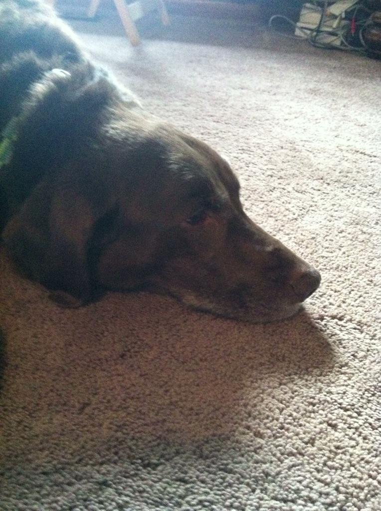 kerryleejones's tweet photo. My training partner today #cutbackweek#postrunkisses #postrunnap #pitthalftraining http://t.co/ZKqPQvH66J