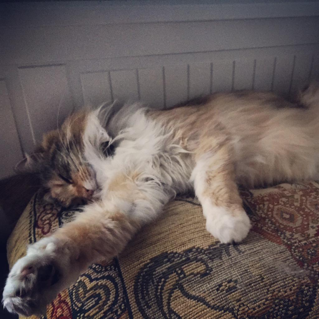 SurpsnglySimple's tweet photo. Woke up with my spirit animals this morning ππ―π #KrummLife #Krummlephant http://t.co/fOVM1EahRC