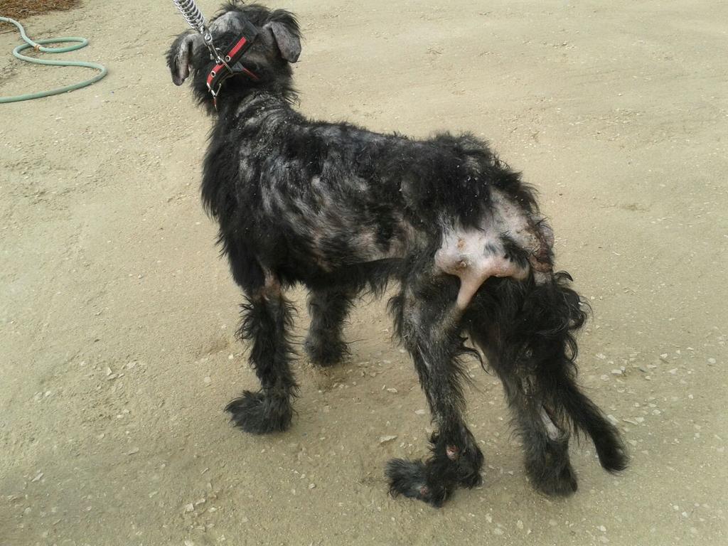 exploradog's tweet photo. SOS debemos exigir justicia para New http://t.co/FXcv2LlZQJ