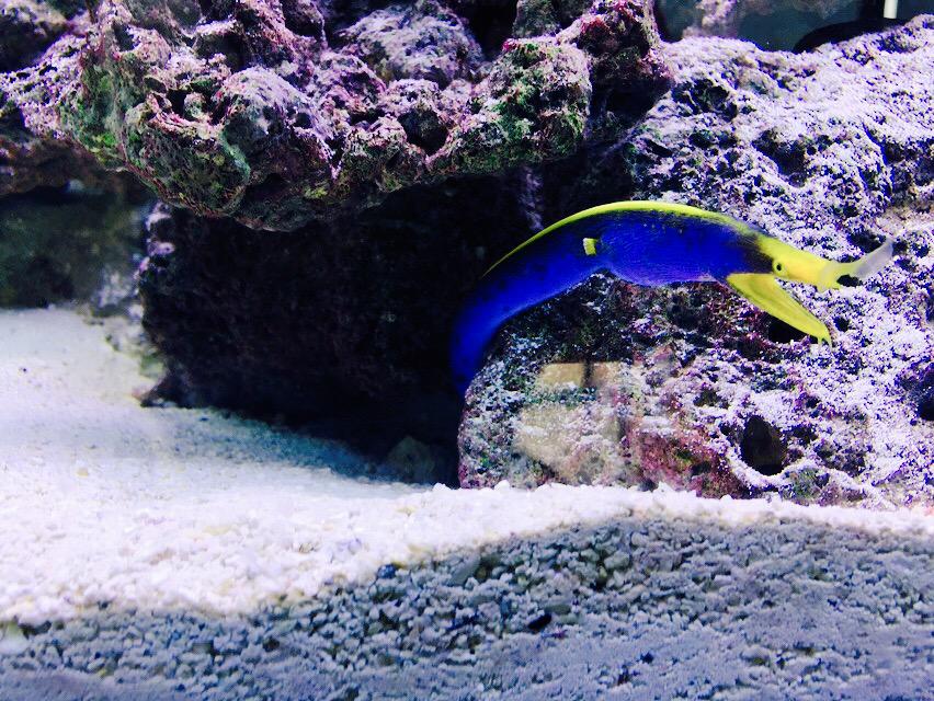 ReefTank tweet picture