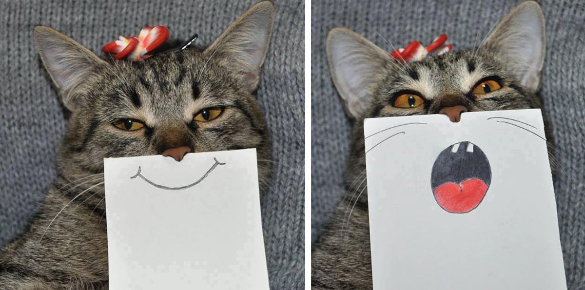 Bored Panda on Twitter "Creative Owner Draws Funny Facial Expressions For His Cat (6 pics