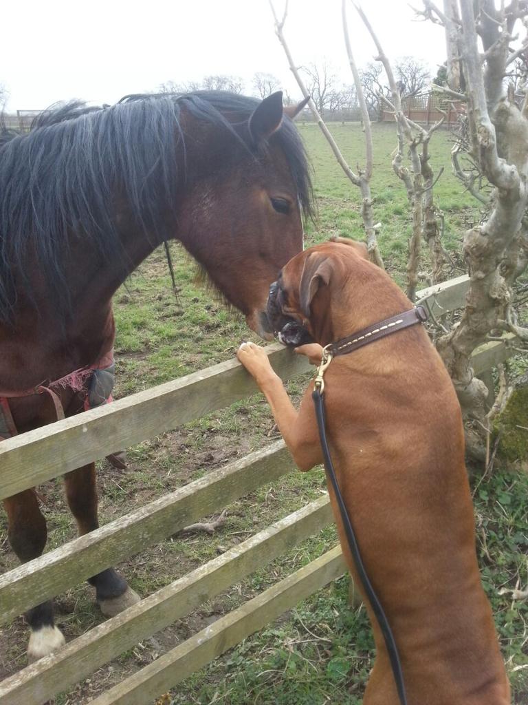 mgardenermz's tweet image. Dad took Louis to see the horses today and he made a new friend.💕