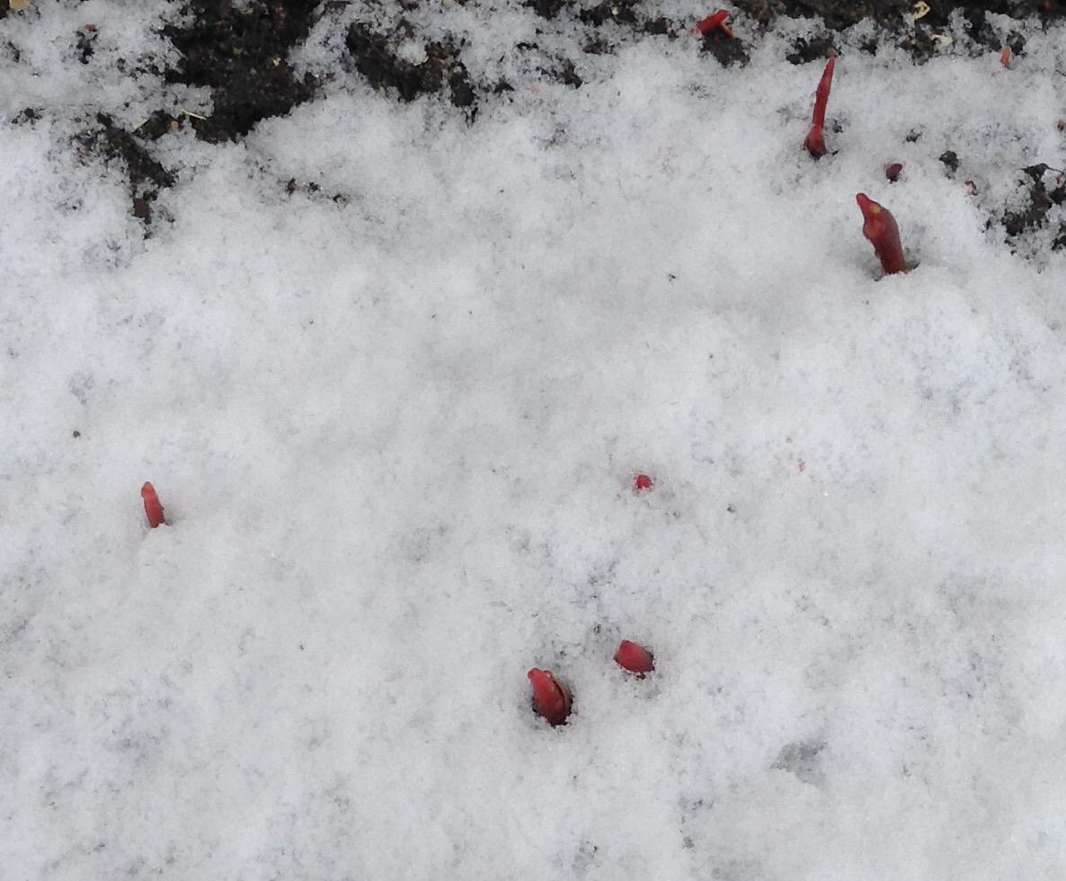 barbmacd's tweet image. I warned you little tulips not to stick your heads up yet, but NOOO you wouldn't listen! #notspringyet #winterhangson