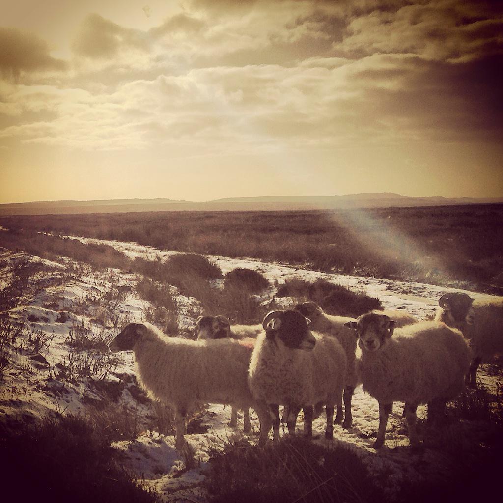 lauragwatson28's tweet photo. #dallowgill #yorkshirepeatpartnership http://t.co/XhVwslRMjh