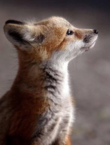 DrBrianMay's tweet photo. @Protect_Wldlife @rickygervais @BillOddie http://t.co/fBA3QEsPER PLEASE JOIN US at http://t.co/I60gJ0FPOz  HOPE for a compassionate Britain.