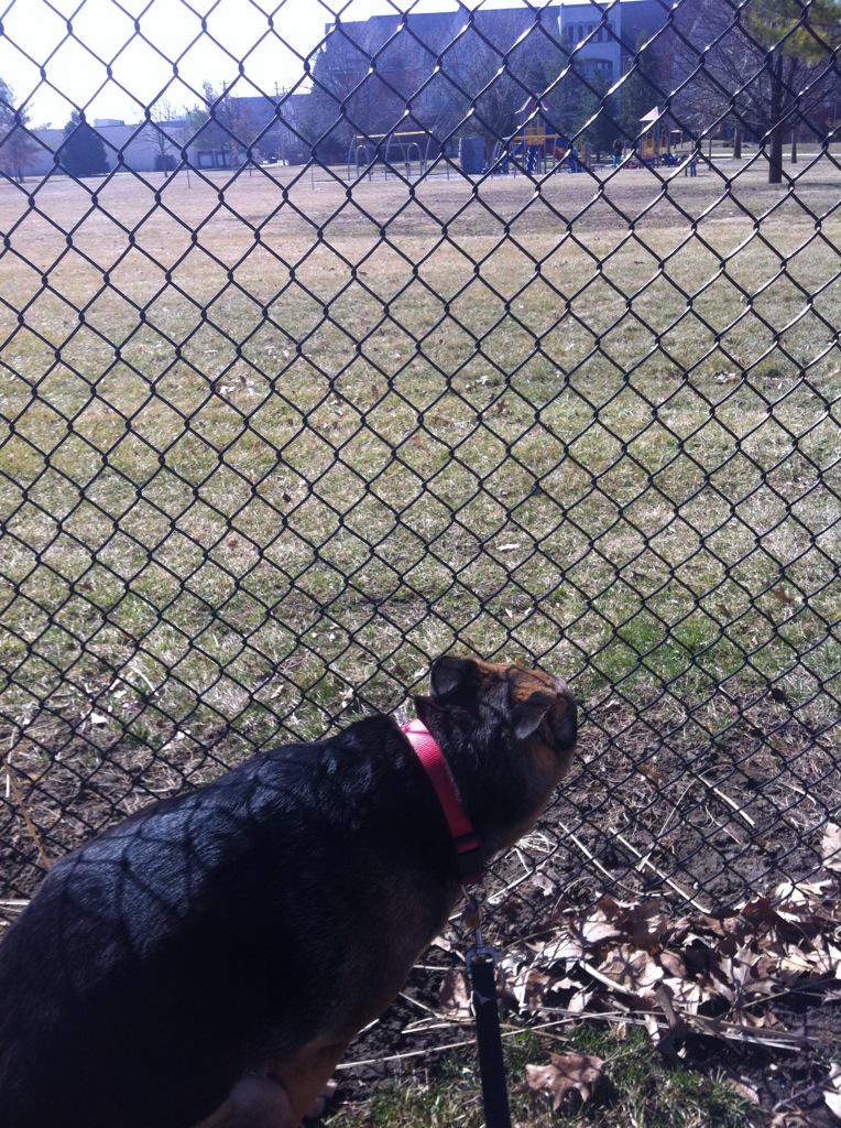 Abby_Poops's tweet image. Wish I were at the park, but instead I'm just squatting on the wrong side of the fence #poopingproblems