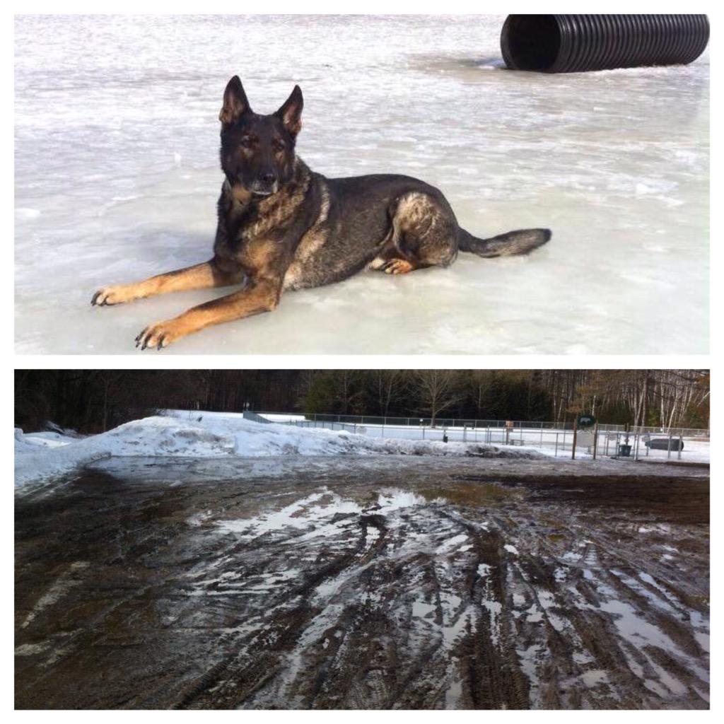 K9 Casko sent us a #muddie. Training doesn't stop just because of mud. <a href="/VTStatePolice/">Vermont State Police</a> #vt #btv