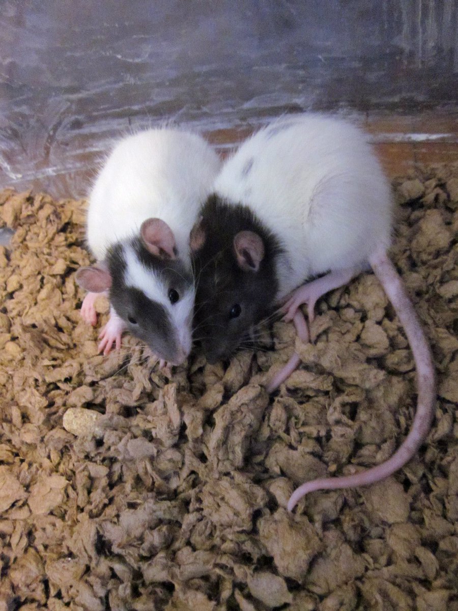 Two adorable ratties