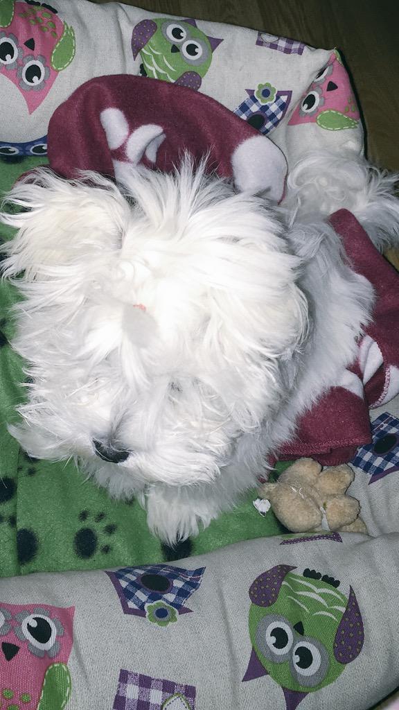 CarlaDeCozar's tweet photo. Esta noche te sustituye jijiji 🐶 Hasta mañana cariño💗  @alextejada_6 http://t.co/EpJutptz0f