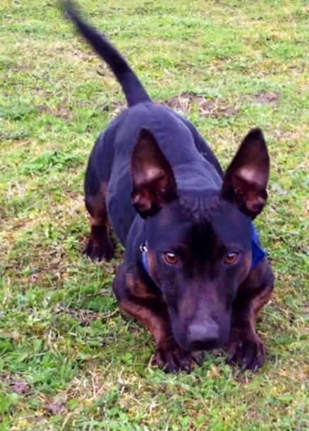 Hilbrae Dog Rescue tweet media
