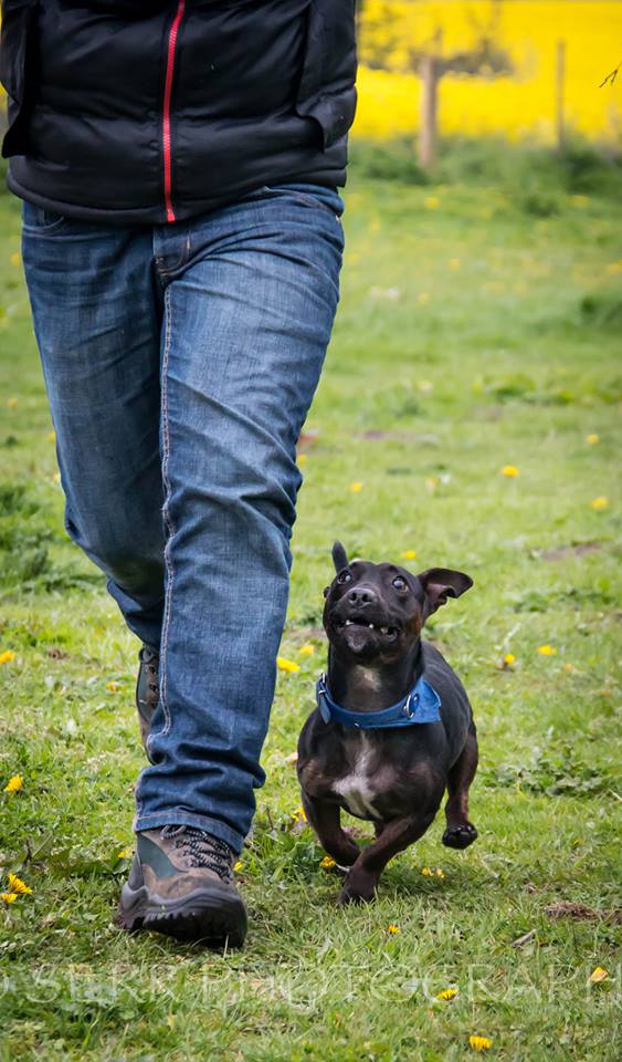 Hilbrae Dog Rescue tweet media