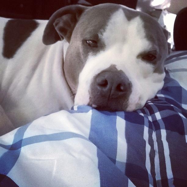 TheNanee's tweet photo. @pitbullsandparolees #showysyourpits http://t.co/FGJQuq7FxV