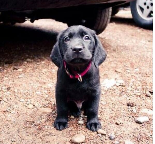 CuteAnimalsBaby's tweet image. Can I come?