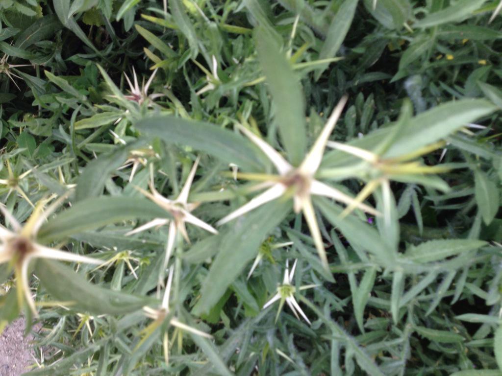 SmarterGarden's tweet photo. Two beautiful thistles http://t.co/qSC6Nvs1UO