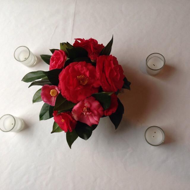 EvergreenBook's tweet photo. Spring in the South-blooming #camellias http://t.co/mdlctEkEpc