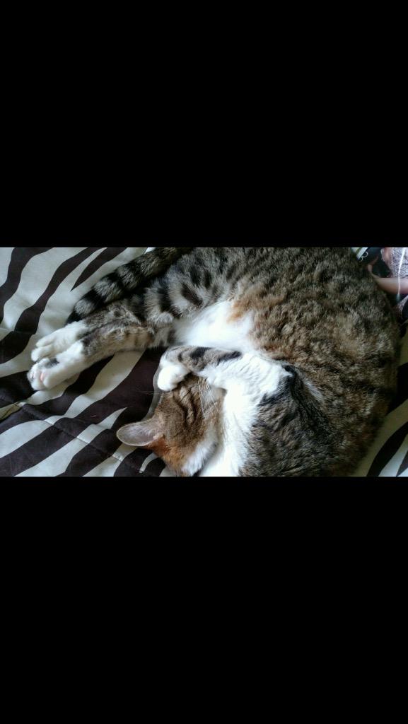 CatnamedJonah_'s tweet photo. Partied a little too hard last night. 😸🍸🍻 http://t.co/LUvfSSOvHk