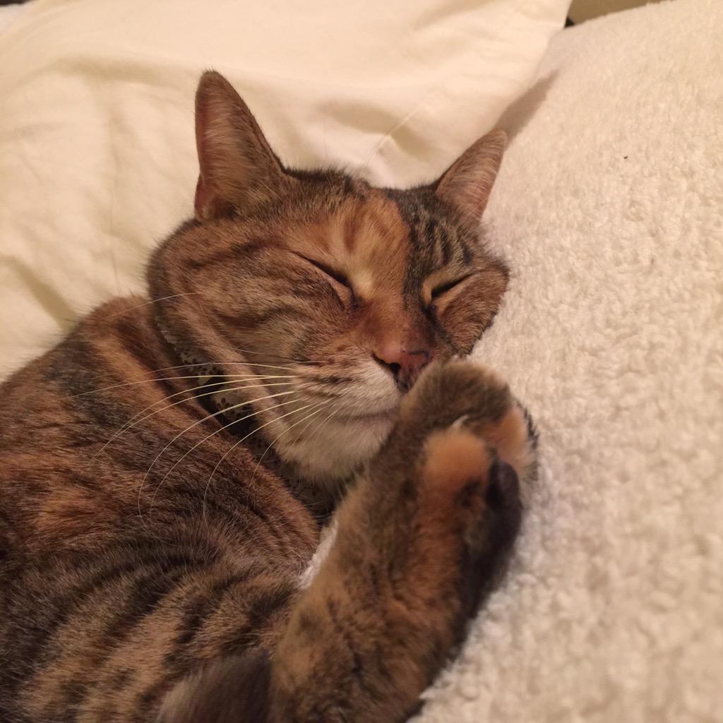 Pampered__Paws's tweet photo. "@Matt_Dominguez: Goodnight, everyone.
Love, Gemini! 

#CatsOfTwitter http://t.co/bJ9t5meMNv"