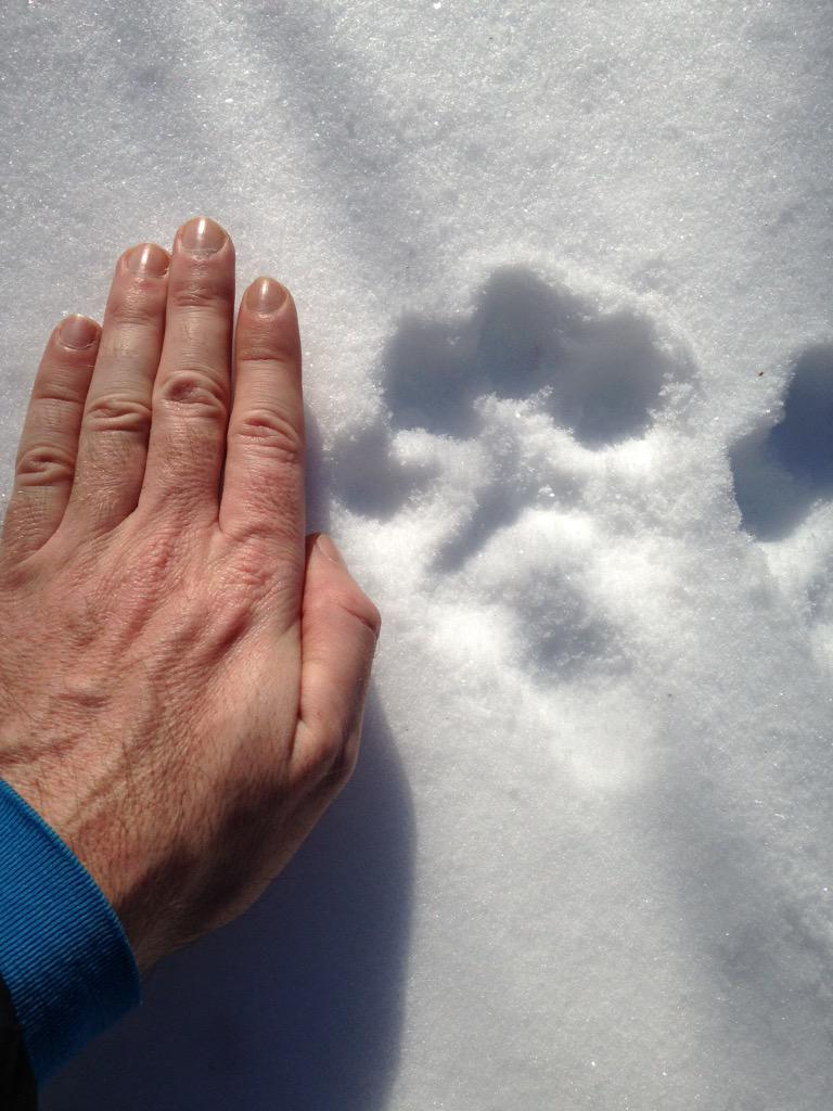 JordanLitefoot's tweet photo. Stuff you don't see while summer camping. Like big 🐴 tracks around the next morning lol #PEI #hikerchat #Coyote 🙈 http://t.co/cXhu3RYkmI