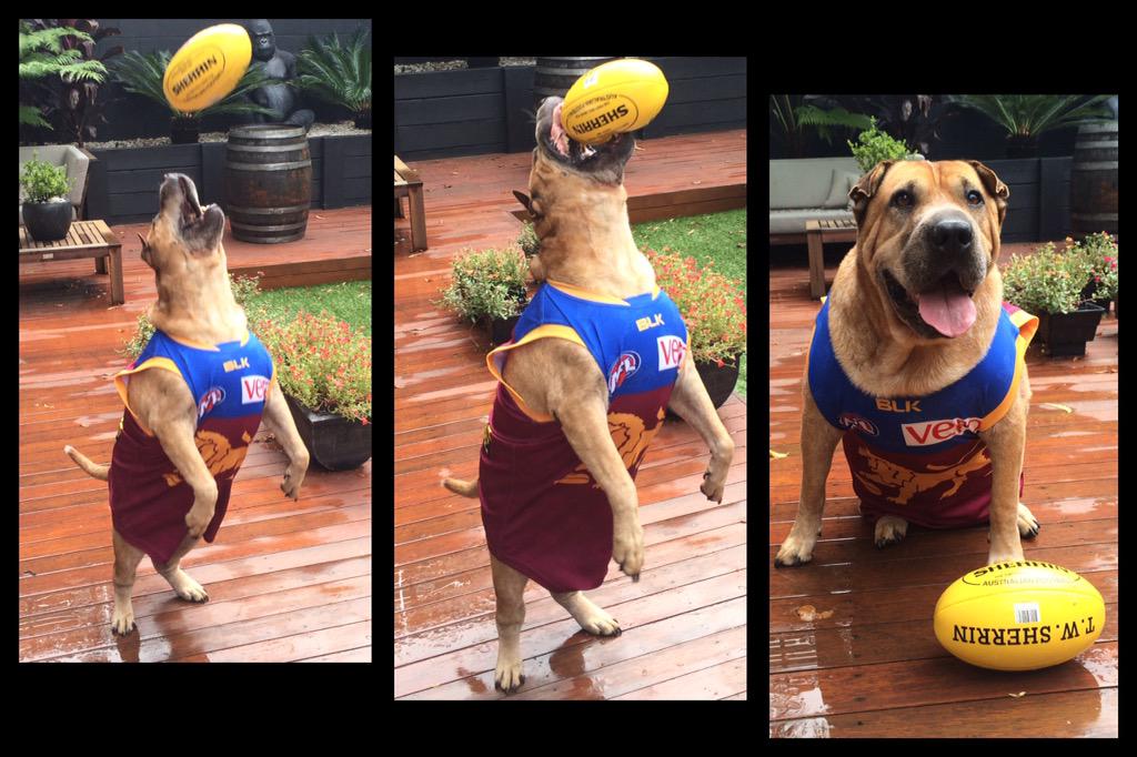 For a Sunday arvo, thanks Lions devotee @kathrose1 for these pix of The Rock #speccy #PrideInTheJumper #GetToTheGabba