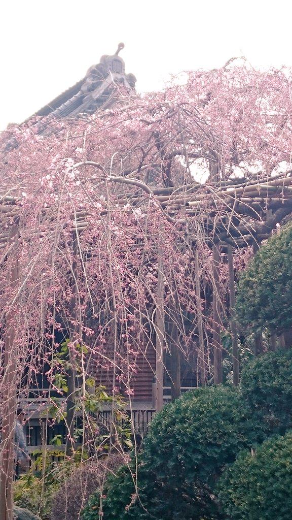 inotsuiteru's tweet photo. 我がさいたま市浦和の古刹 玉蔵院のしだれ桜も咲き始めました。見頃は来週でしょうか…。 http://t.co/yXVCqJyZYP