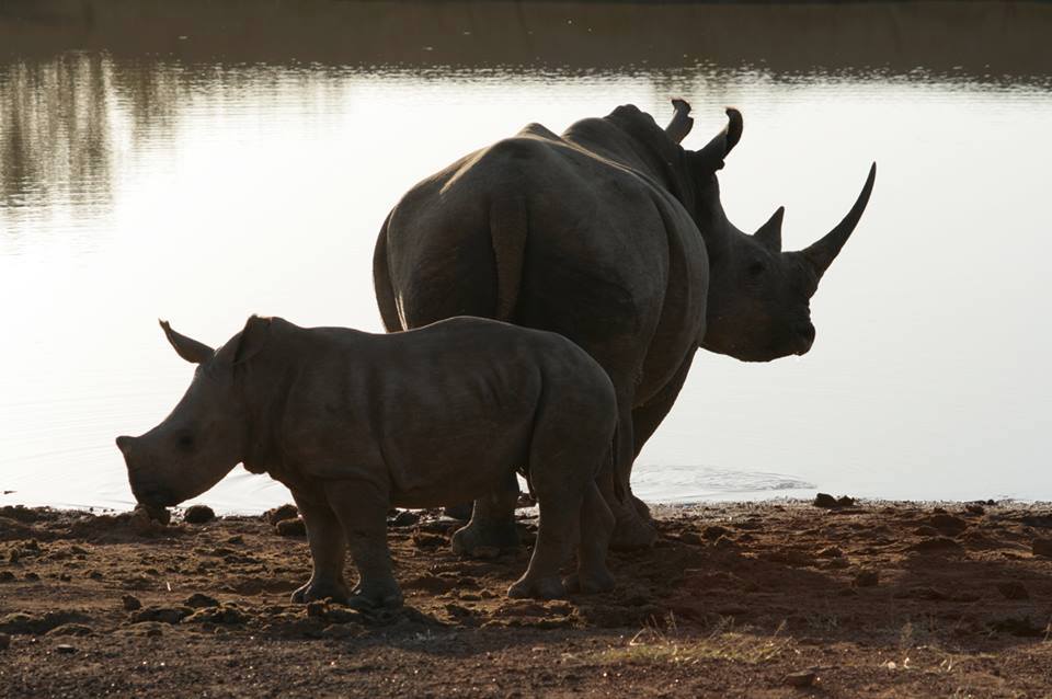 Gearing up for Rhino Day on 26th March at King School Al Barsha to celebrate their 3 year first calf sponsorship!