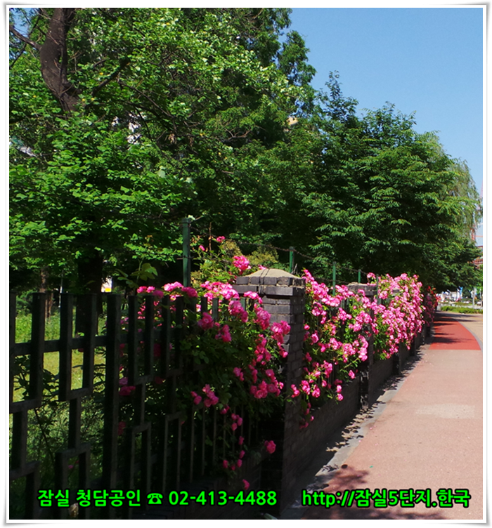 #잠실주공5단지 #잠실5단지 담장에 피는 장미꽃 사진입니다. 잠실아파트에 대한 모든 뉴스를 신속하게 배달하는 잠실아파트 뉴스속보 포털을 준비하고 있습니다.