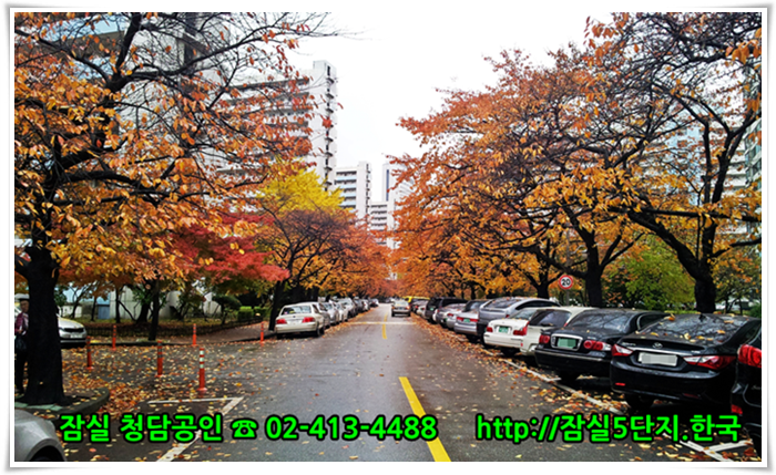 #잠실주공5단지 #잠실5단지 단지내 가을단풍 사진입니다. 잠실아파트에 대한 모든 뉴스를 신속하게 배달하는 잠실아파트 뉴스속보 포털을 준비하고 있습니다.