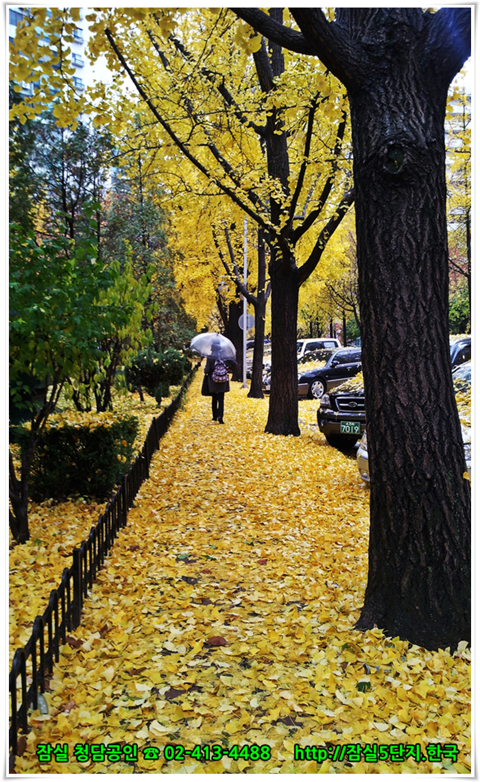 #잠실주공5단지 #잠실5단지 단지내 은행나무 가을단풍 사진입니다. 잠실아파트에 대한 모든 뉴스를 신속하게 배달하는 잠실아파트 뉴스속보 포털을 준비하고 있습니다.