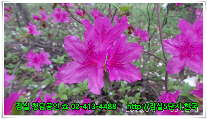 #잠실주공5단지 #잠실5단지 단지내에서 촬영한 꽃 사진입니다. 잠실아파트에 대한 모든 뉴스를 신속하게 배달하는 잠실아파트 뉴스속보 포털을 준비하고 있습니다.