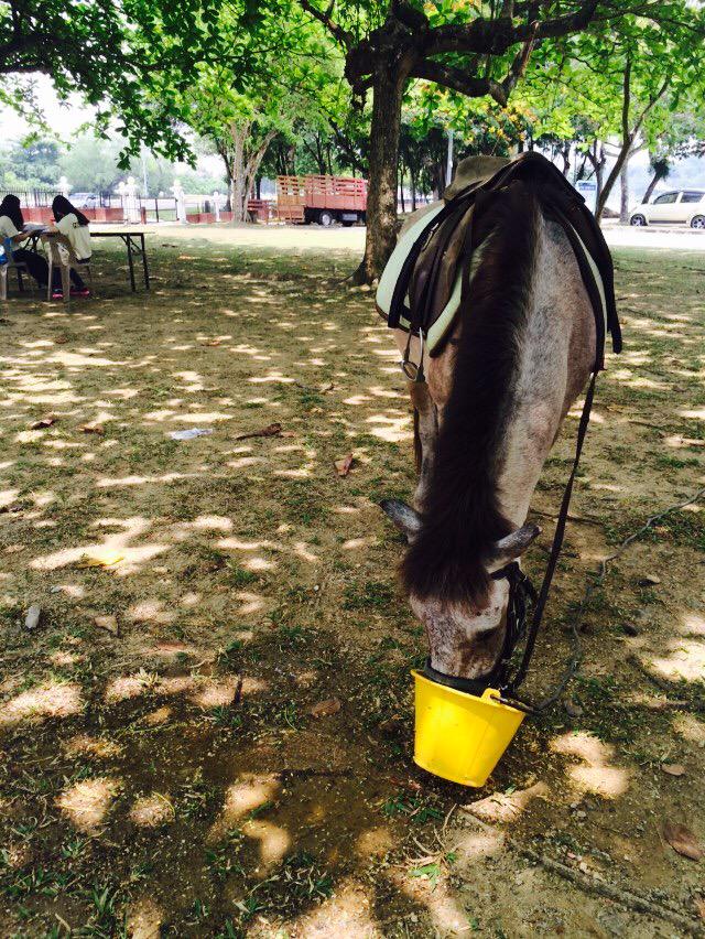 Hakera_KDO's tweet photo. Horse ride &amp; feeding @ Dataran Panggung Seni hanya RM 2 - horse feeding, RM 5 - horse riding @UKMtwt @MEDIAkampusUKM http://t.co/SJ5uz3n0sB