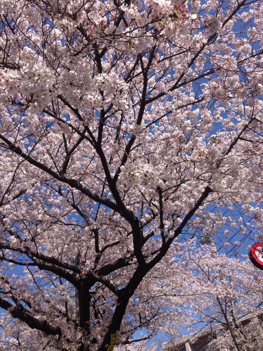 渋谷和食 Twitter Search Twitter