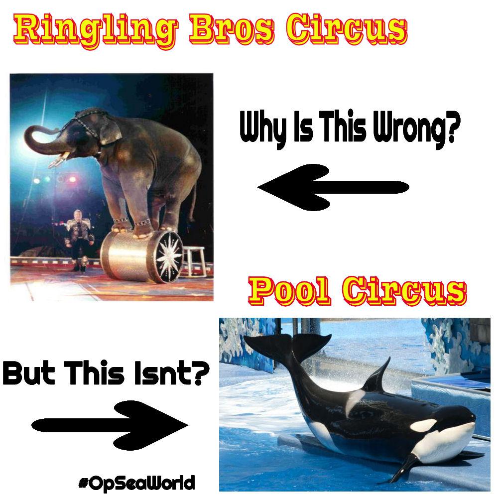AniroC_2's tweet photo. #PoolCircus AKA #SeaWorld people now know its wrong. Make the change before your forced to https://t.co/tO6xTqTGXY #OpSeaWorld
