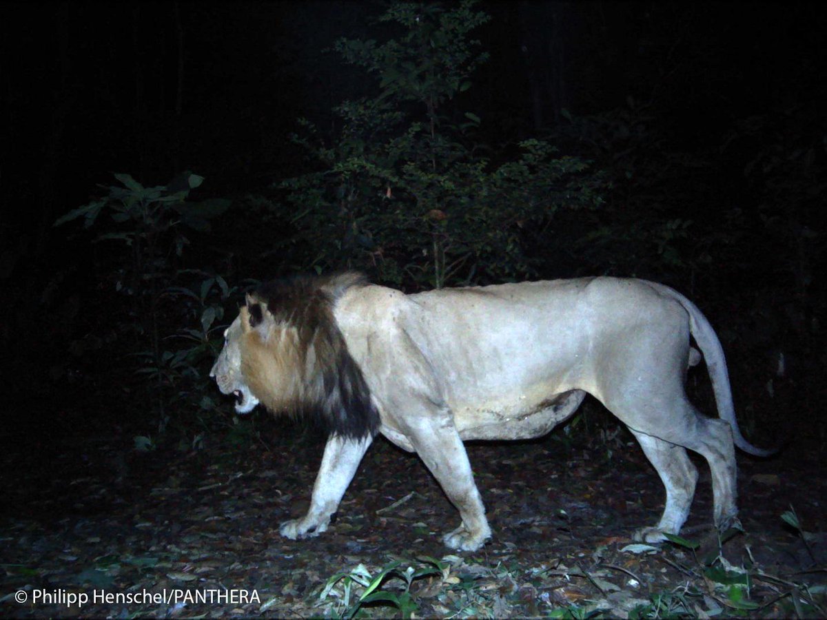 Incroyable! C'est un miracle! Le lion est revenu au Gabon