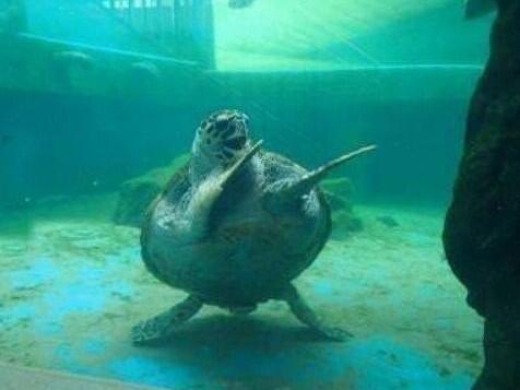 La verdadera tortuga ninja http://t.co/t8ti6isZLO<a href="/tag/ninfas"class="tags"><span>#ninfas</span></a>