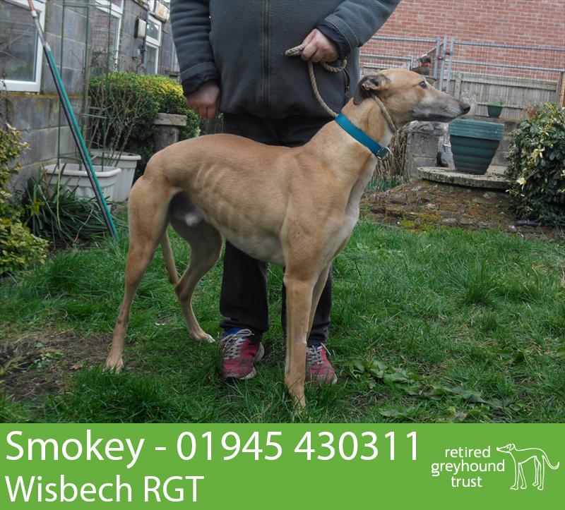 greyhoundtrust's tweet photo. Super handsome Smokey loves walks &amp; cuddles &amp; is great with other dogs. Who can adopt him? Pls RT http://t.co/o3y3zR2y94