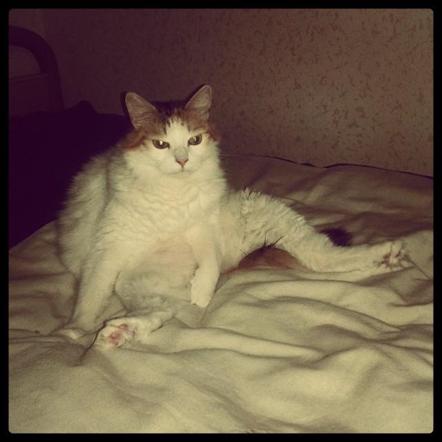 KiraLadyBoss's tweet photo. Meeeooooowww! Buenoz días :3 Ésta soy yo cuando veo la tele n_n http://t.co/f9ovEywduH