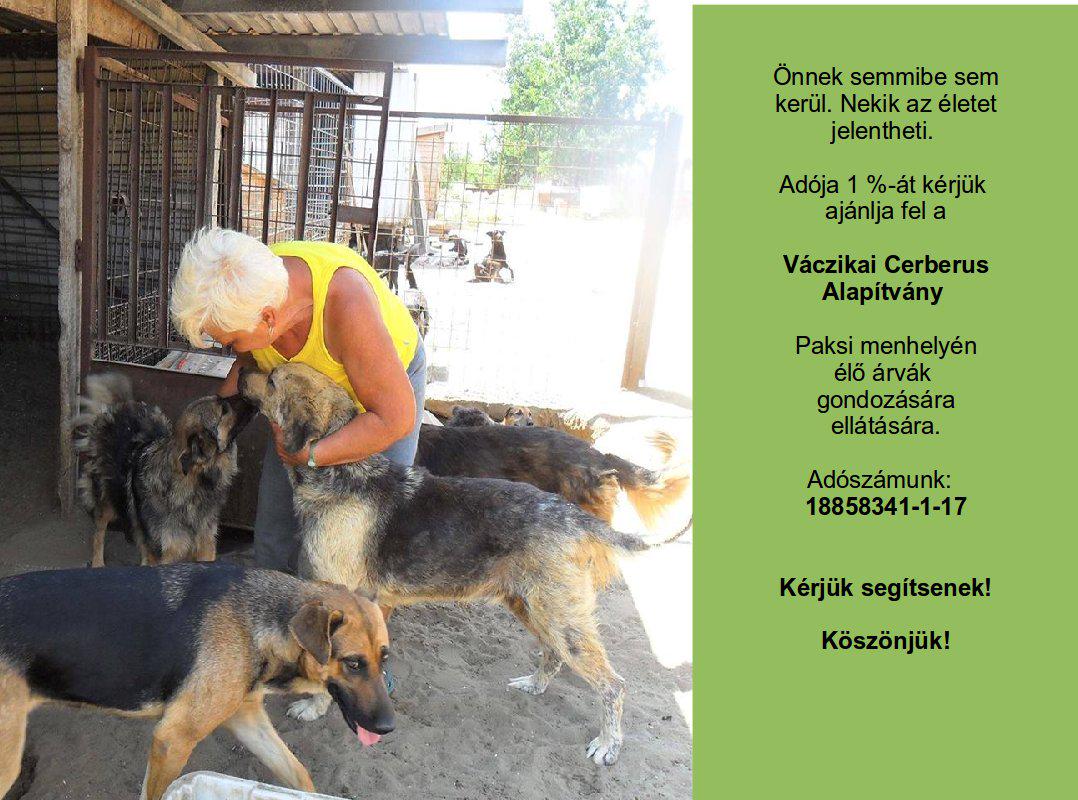 paksimenhely's tweet photo. Gazdát keresnek a Váczikai Cerberus Alapítvány Pakson található menhelyén élő kutyusok. 1% Adószámunk: 18858341-1-17 http://t.co/nNKZlLAjj2