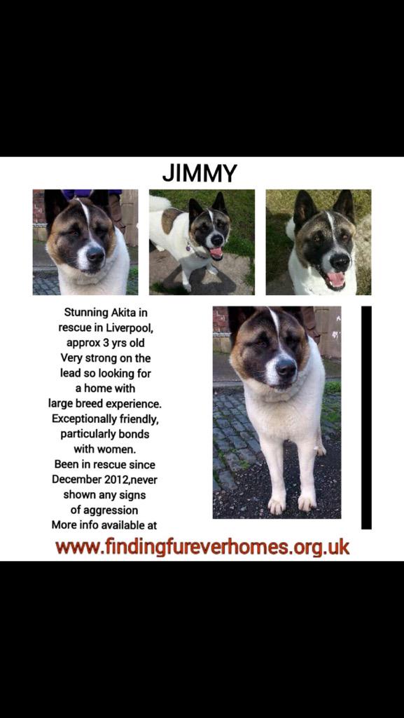 TurnerSis1's tweet photo. 4 lovely dogs who've been waiting for a long time now to find Furever homes so @NWDogRescue needs our help ! RTs work http://t.co/FRuksMRNyI