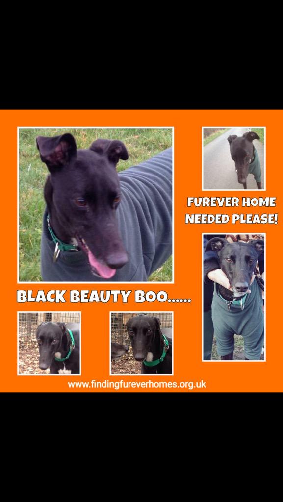 TurnerSis1's tweet photo. 4 lovely dogs who've been waiting for a long time now to find Furever homes so @NWDogRescue needs our help ! RTs work http://t.co/FRuksMRNyI
