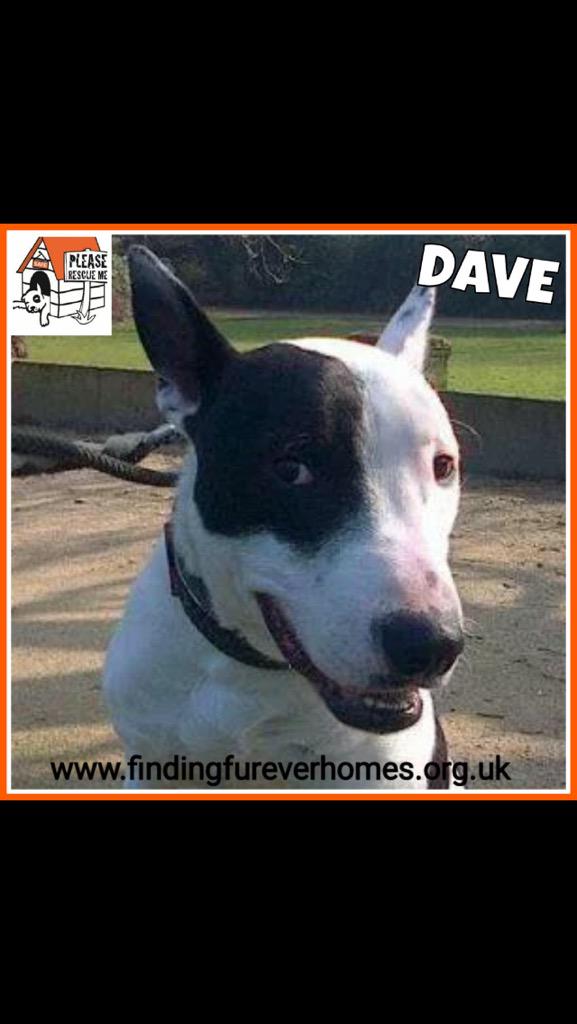 TurnerSis1's tweet photo. 4 lovely dogs who've been waiting for a long time now to find Furever homes so @NWDogRescue needs our help ! RTs work http://t.co/FRuksMRNyI
