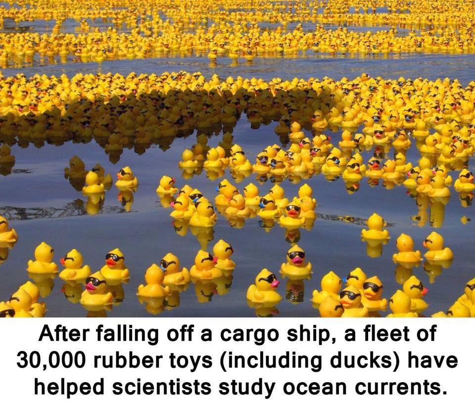 TotalNerdgasm's tweet photo. They fell in the ocean in 1992 and still wash up on international shores! From ASAP Science http://t.co/I87dRl0yqj
