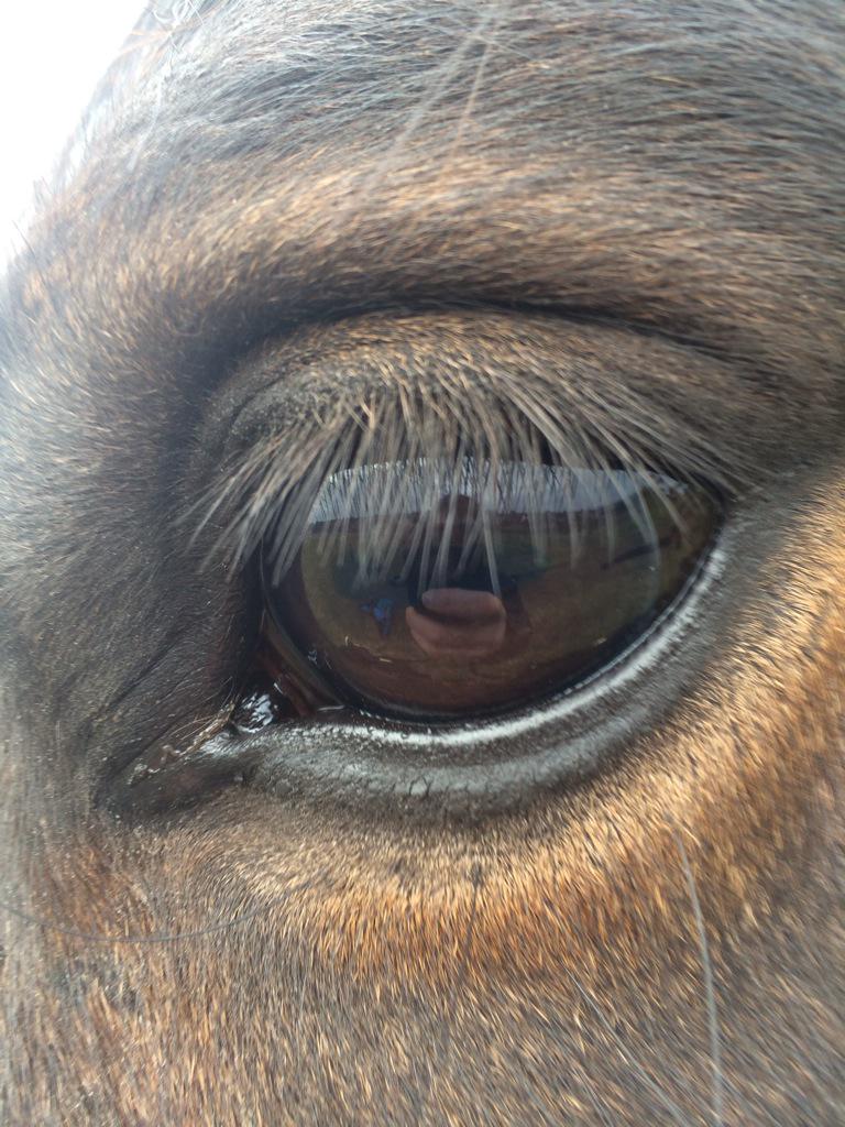 kenpanthers's tweet photo. #kindeye http://t.co/Q3Yd5PoOaP
