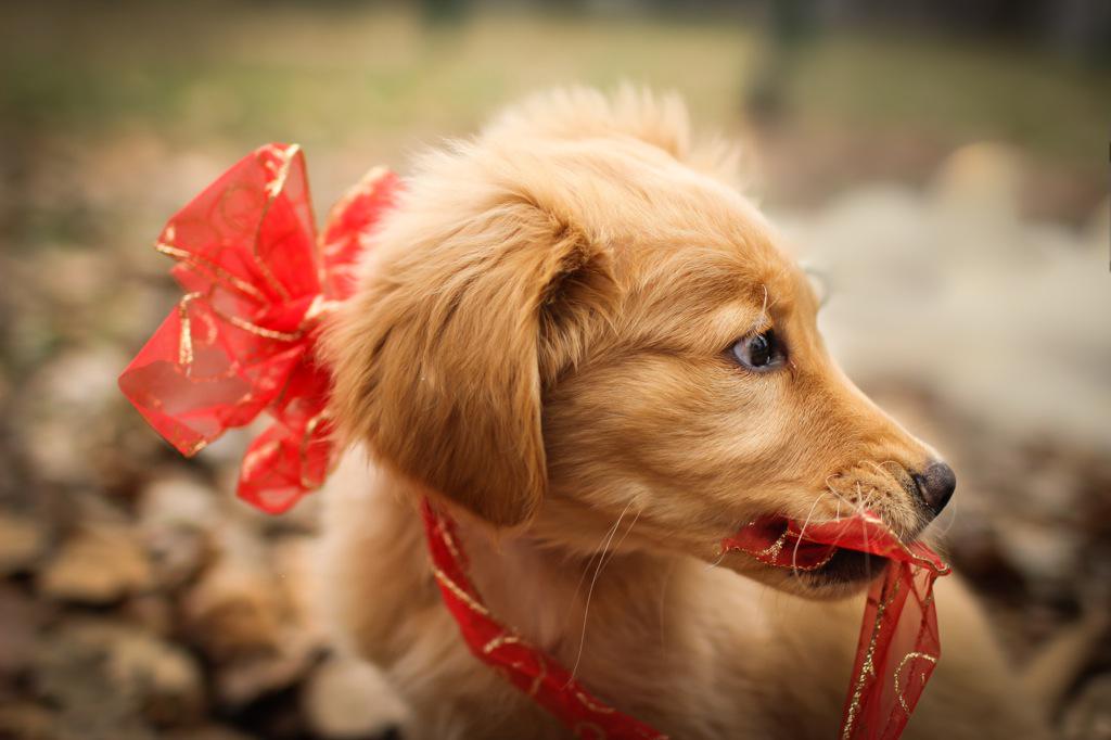 GoldenMackey's tweet photo. #ShutterflyPaws Meet Mackey @nataliemcquade8 @Matt_Earl http://t.co/xRCxC9CqlK