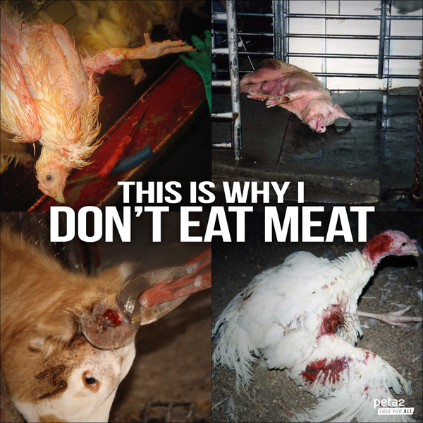 PETAShares's tweet photo. RT if no one DIED for your #breakfast. 

#GoVeg🌱 http://t.co/kaMHPEQV6Q