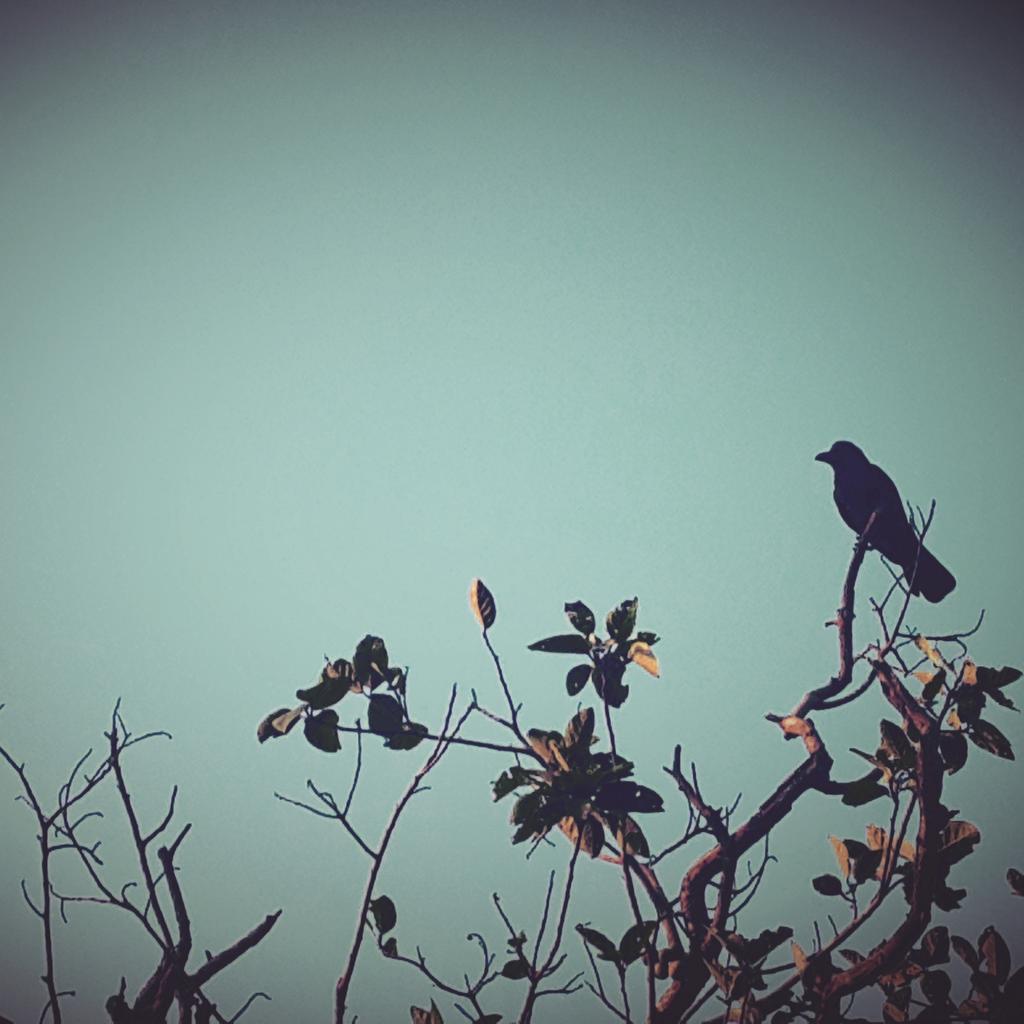 Jishwin's tweet photo. #tp #photography #samsungs4 #Mumbai http://t.co/JlPxRWIVib