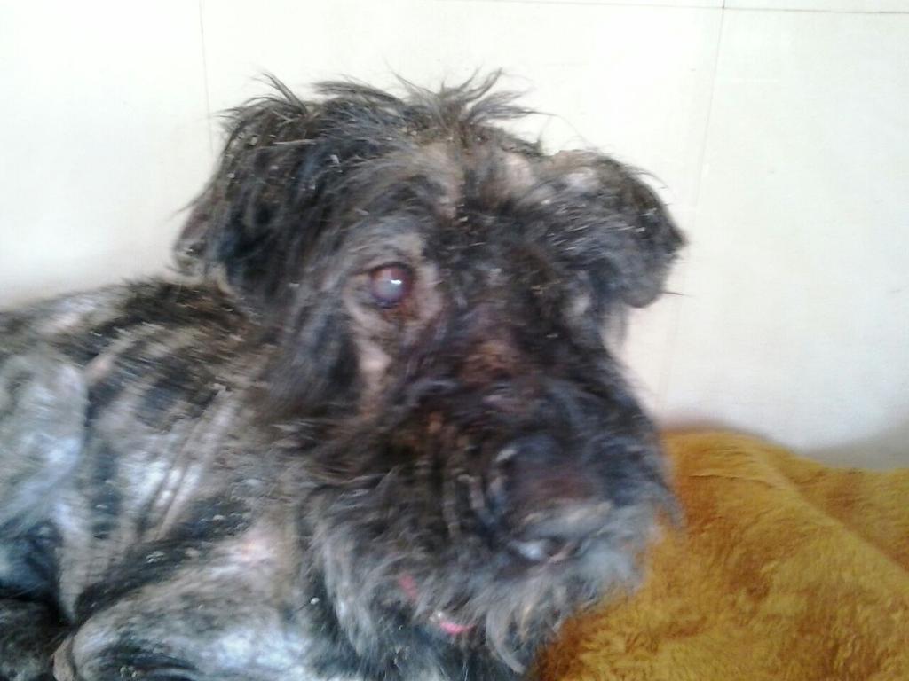 exploradog's tweet photo. @ObservatorioJDA que se puede hacer para que no vuelva a suceder http://t.co/2uZUsgazFC